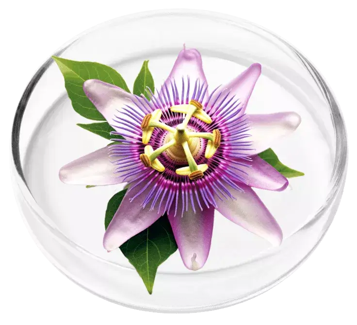 Passion Flower ingredient