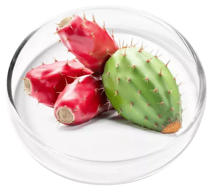 Prickly Pear ingredient