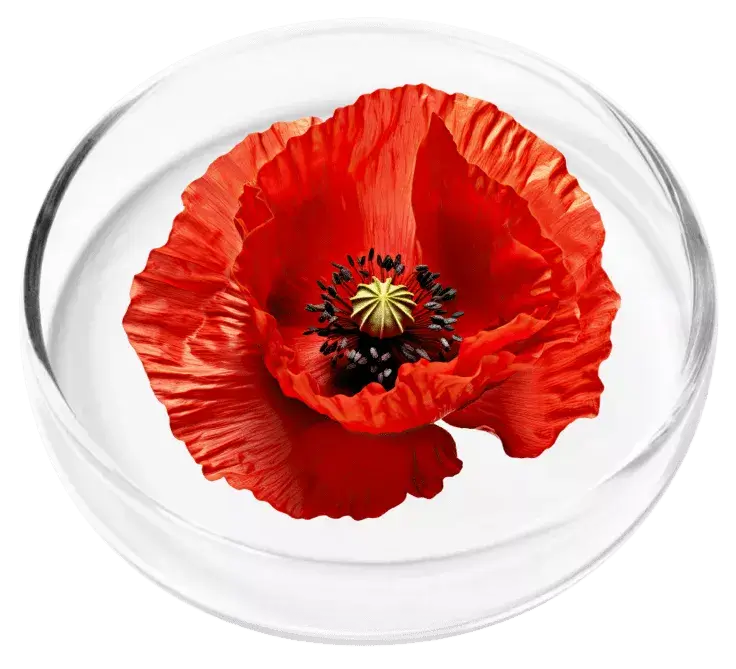 California Poppy Seed ingredient